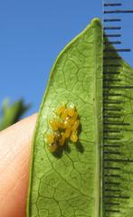 Plagiosterna nigritarsis