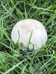 Leucoagaricus leucothites