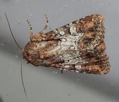 Omphalestra mesoglauca