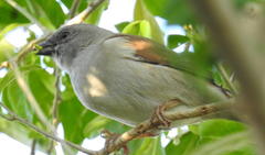 Passer diffusus stygiceps