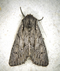 Fishia yosemitae