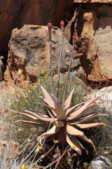 Aloe comosa