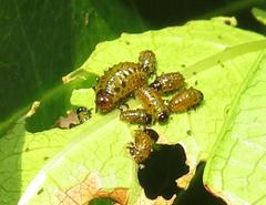 Plagiosterna nigritarsis