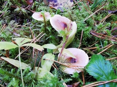 Hygrophorus discoideus