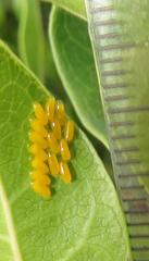 Plagiosterna nigritarsis