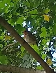 Erithacus rubecula