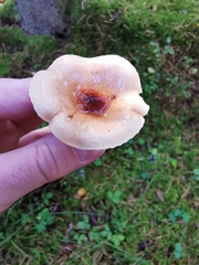 Hygrophorus discoideus