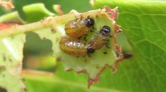 Plagiosterna nigritarsis