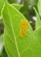 Plagiosterna nigritarsis