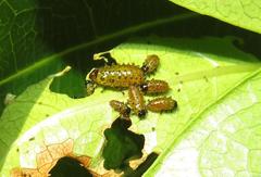 Plagiosterna nigritarsis