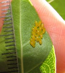 Plagiosterna nigritarsis