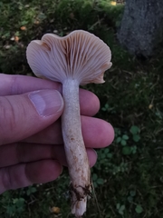 Hygrophorus discoideus