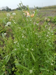 Lepidium sativum