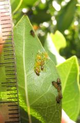 Plagiosterna nigritarsis