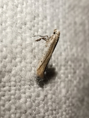 Aspilapteryx tringipennella