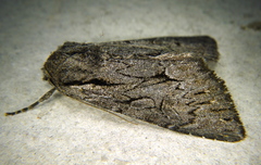 Fishia yosemitae