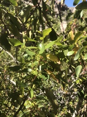 Aristotelia chilensis