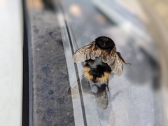Bombus