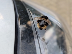 Bombus