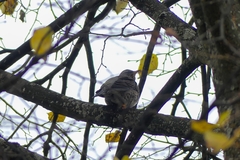 Turdus pilaris
