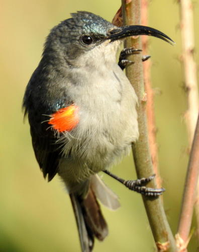 Cyanomitra veroxii veroxii