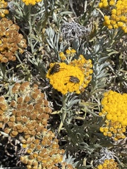 Helichrysum revolutum