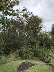 Malus