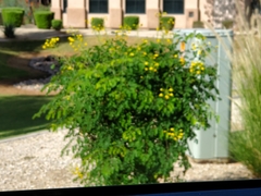 Erythrostemon mexicanus