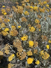 Helichrysum revolutum