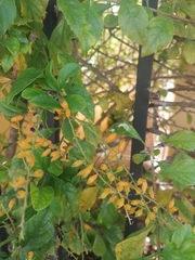 Duranta