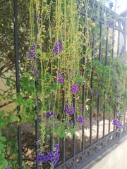 Duranta