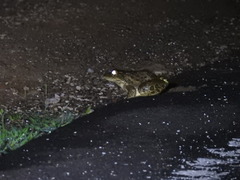 Hoplobatrachus crassus