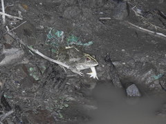 Hoplobatrachus crassus
