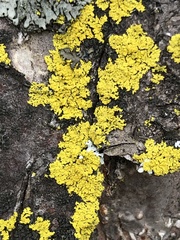Candelaria concolor