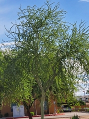 Parkinsonia florida