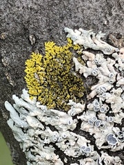 Candelaria concolor