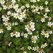 Saxifraga praetermissa - Photo (c) Meneerke bloem, algunos derechos reservados (CC BY-SA)