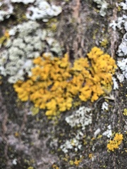 Candelaria concolor