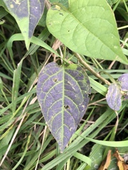 Solanum dulcamara
