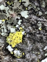 Candelaria concolor