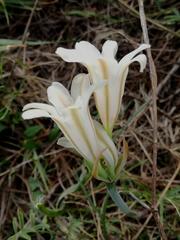 Cyrtanthus loddigesianus