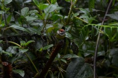 Poecilotriccus ruficeps