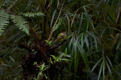 Poecilotriccus ruficeps