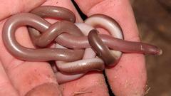 Delalande's Beaked Blind Snake photo 2