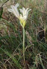 Cyrtanthus loddigesianus