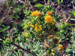 Berkheya heterophylla radiata
