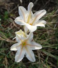 Cyrtanthus loddigesianus