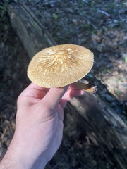 Pluteus granularis