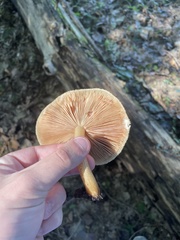 Pluteus granularis