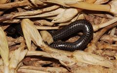 Leptotyphlops nigricans